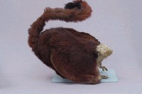 白面鼯鼠藏品圖，第4張